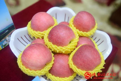 豐收合陽 最美秋色 合陽縣召開扶貧農產品產銷對接會，拓寬致富路