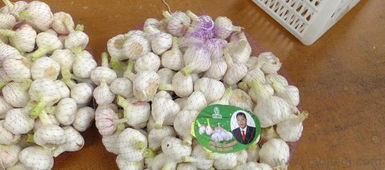 供應優質大蒜 洋蔥 蒜苔等農產品價格 廠家 圖片