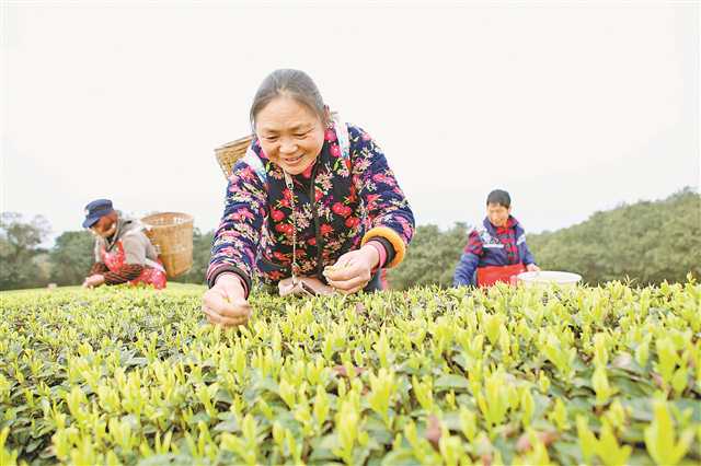 品牌強(qiáng)農(nóng) 擦亮金字招牌，引領(lǐng)重慶農(nóng)產(chǎn)品突破價(jià)值洼地