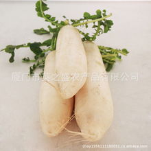 廈門市英之盛農產品公司根菜類產品列表
