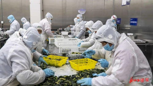 南通美味登《遠方的家》 央視鏡頭下的農產品新名片